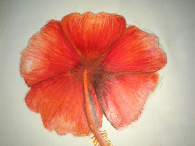 Crimson Bloom