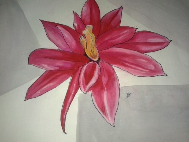 The Little Star Flower