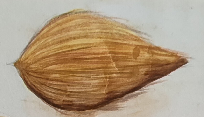 Shading a Coconut